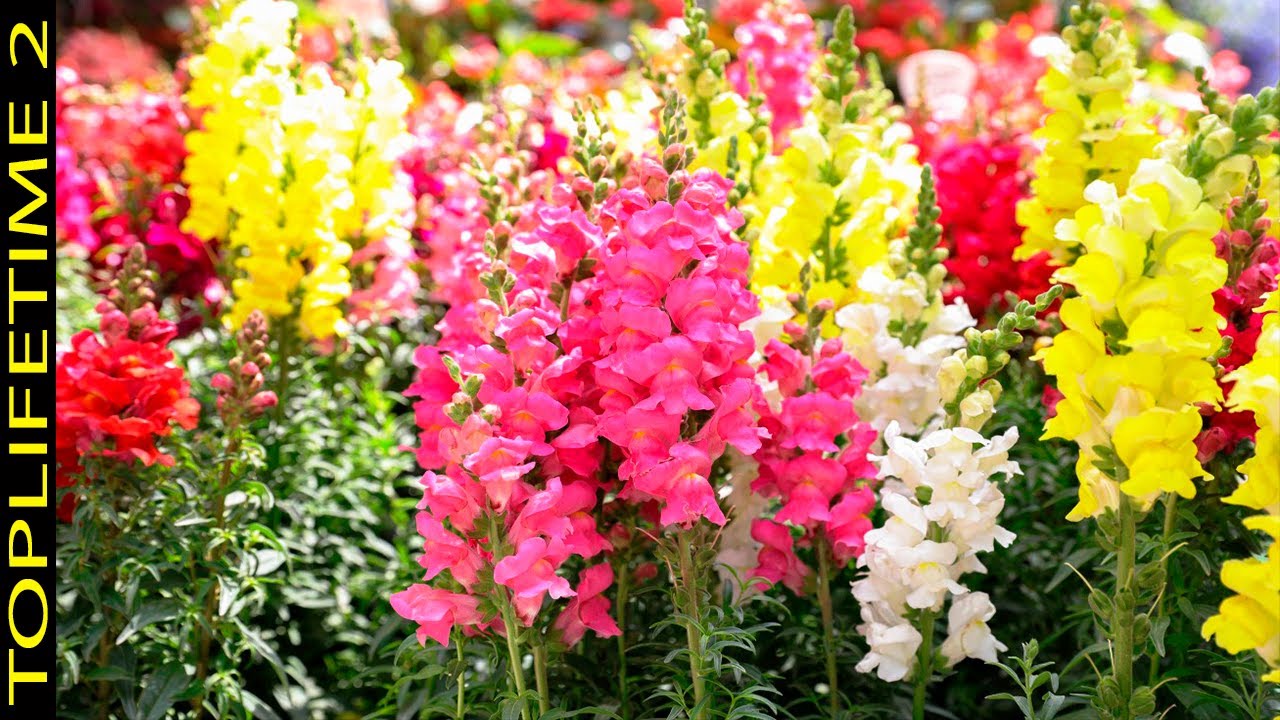 10 замечательных многолетних цветов для роскошного сада