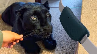 Testing the gadget for the safety of the panther Luna🖱️🐆