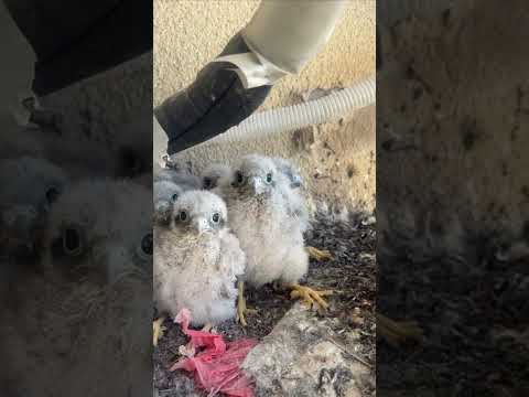 ام صقر مقطع مضحك يحصد ملايين المشاهدات