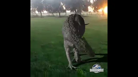 I.rex real life