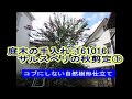 No.068_サルスベリの秋剪定① 161016・