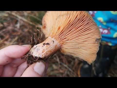 Identifying edible mushrooms. Lactarius deliciosus - Saffron milk cap.