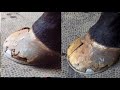 Horse Hoof Care - How Important is A Perfectly Balanced Hoof Trim?