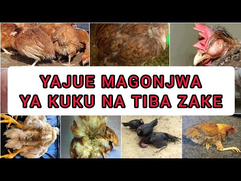 Video: Magonjwa Ya Kuku. Isiyoambukiza. Sehemu 1