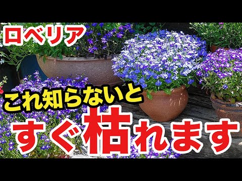 【ガーデニング】失敗しにくいロベリアの育て方と管理方法 hqdefault