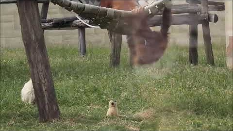 #Cute Gibbons #Playing & #Climbing 🐵