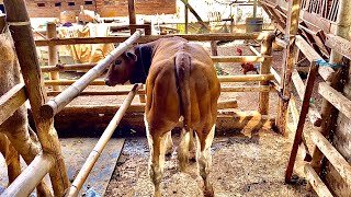 Pedet betina belgian blue siap jadi indukan super