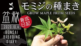 モミジの育て方 種採取+植え付けの仕方 種まき 初心者簡単盆栽の作り方 【Bonsai diary 盆栽日記 10/4】もみじ 種から育てる bonsai beginners EOS R5撮影