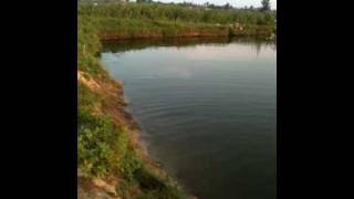 Shrimp farm in outskirt of Hoi An city Vietnam