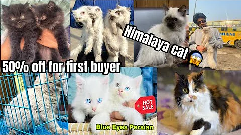 Video 7005561: himalayan persian cat, catlover persiancat himalayancat, best pets