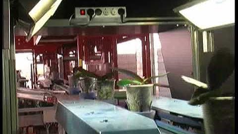 Vision & Robotics: Aris - Intermediate sorting phalaenopsis