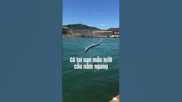Lười câu móc ngang thân cá mương trên sông đà #shorts