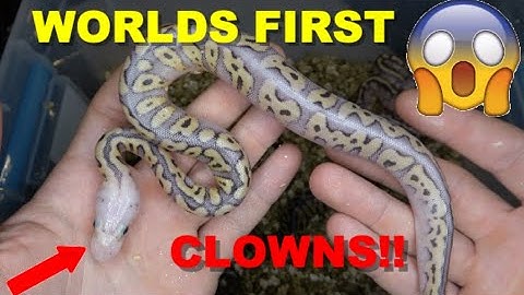 They Are Finally Out Of The Egg! Worlds First Ball Python  Update!