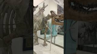 Brontops- an #extinct giant herbivorous mammal #fossil