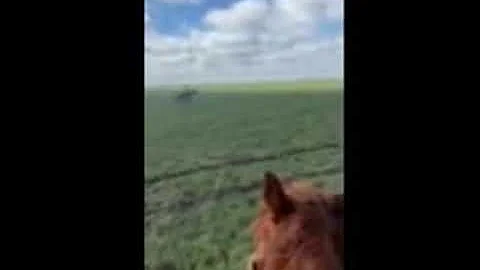 Quarter Horse Gelding For Sale