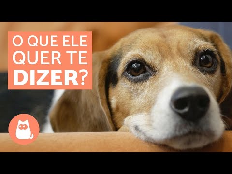 Vídeo: 12 coisas que seu cão deseja que você soubesse