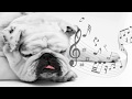 A Melhor Música para Relaxar seu Cão - o seu cão dorme | Melhora a Ansiedade de Separação 2017