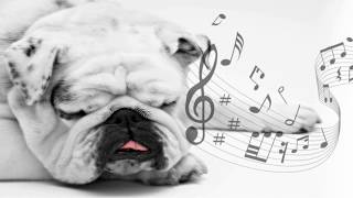 the best music to relax and sleep your dog  improve separation anxiety from the dog ♫