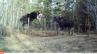 Cow Moose and Calf Jumping BarbedWire Fence