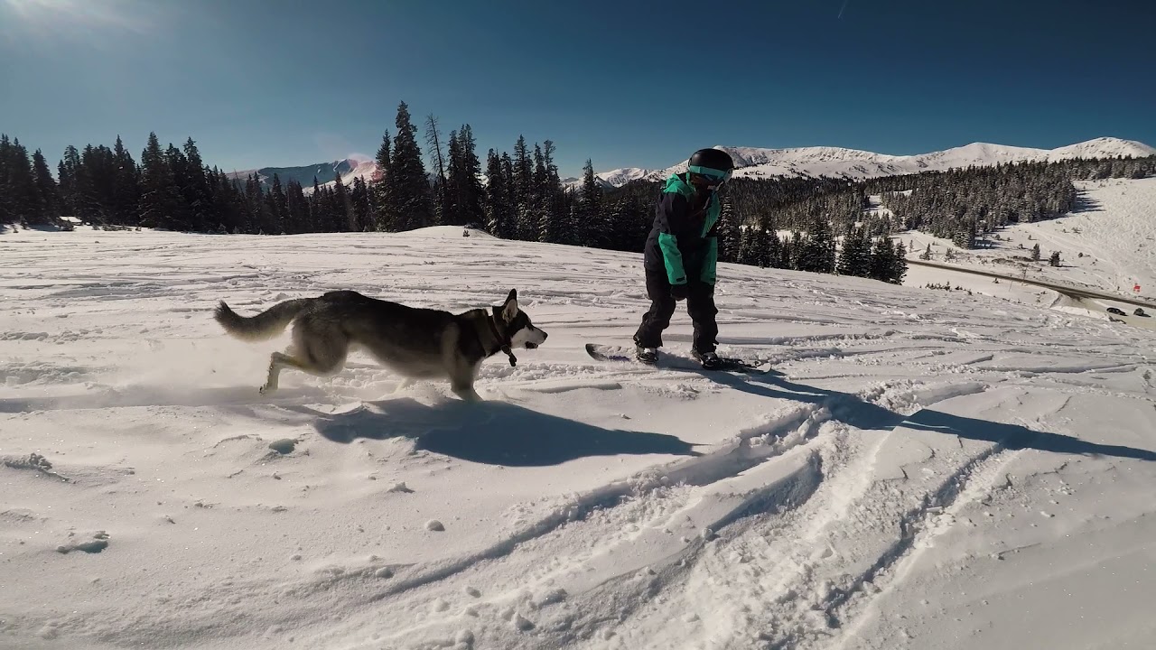 Pure Husky Happiness: Skijoring & Snowboarding in Colorado with Mighty Paw's Dog Gear