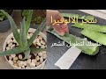 كيف أعتني بالألوفيرة في المنزل🌵, مع طريقة تحضير ماسك للشعر 🌵