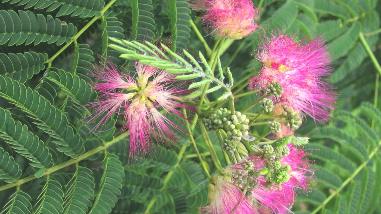 Mimosa For Sale Online $1.80