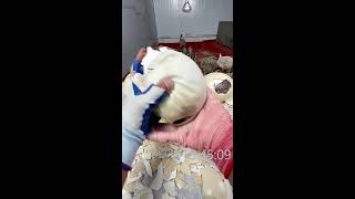 Ostrich processing live! Come quick!