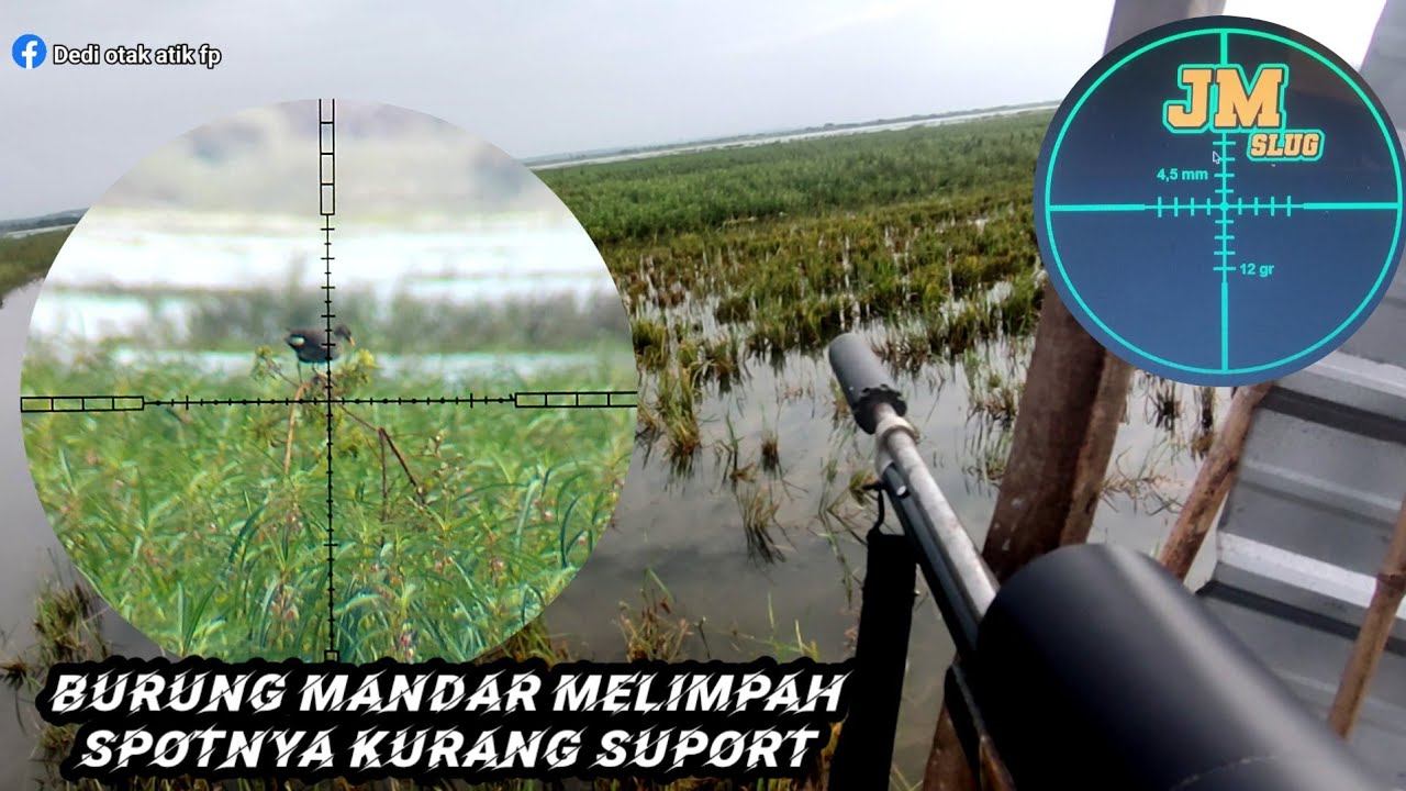 Burung Mandar melimpah, lokasinya kurang suport
