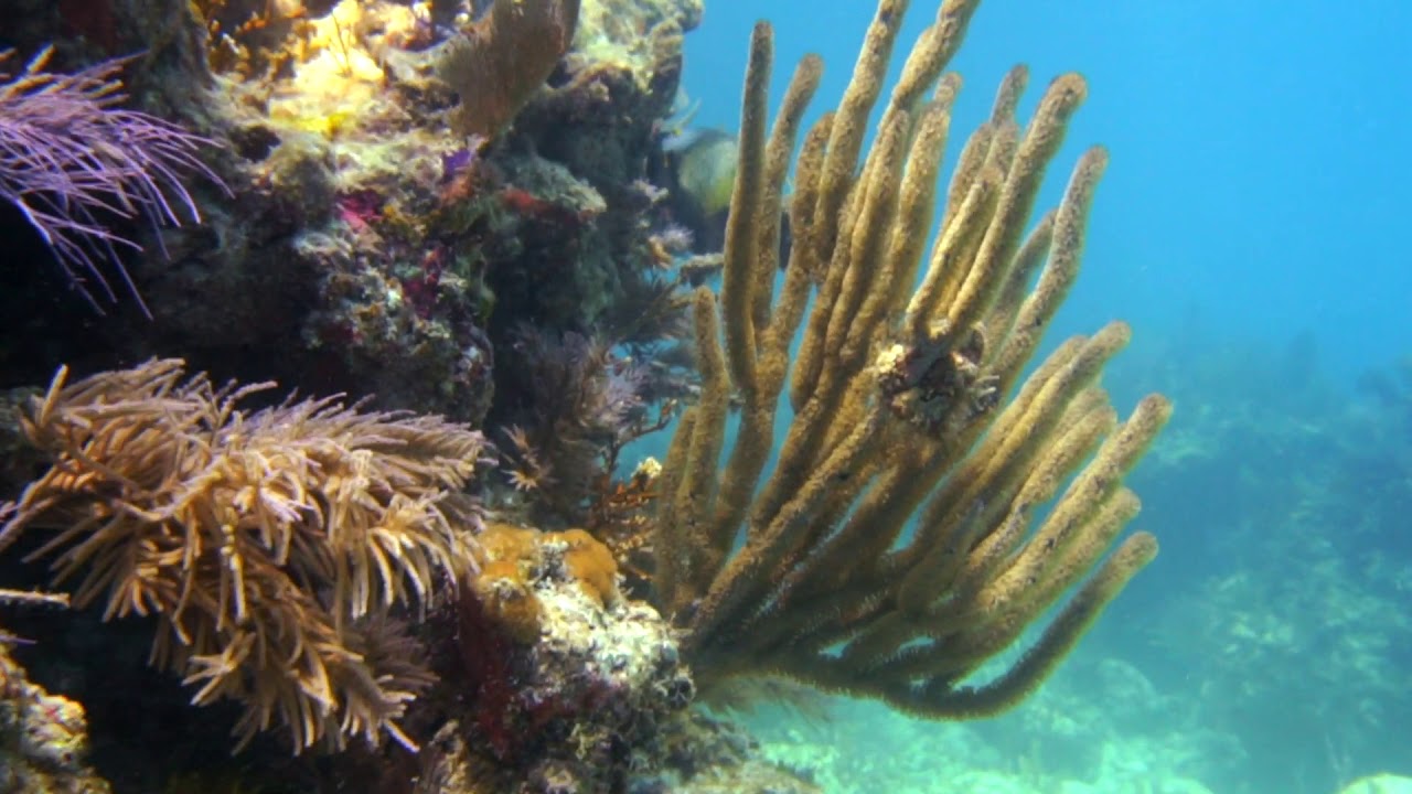 2020 MAR Horseshoe Reef   Bob