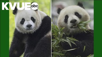Pandas return to National Zoo in Washington, D.C.