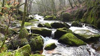 Bird Song & Nature Sounds Relaxing Video For Sleep, Stress Relief, Meditation & Study(8 Hours HD Video of Beautiful Waterfalls - I have created this set of relaxing beautiful scenery, calming relaxation videos to be played in the background during ..., 2015-05-24T06:52:14.000Z)