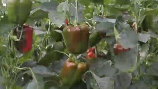 A long term time-lapse (recorded over period of six weeks) pepper
growing from flower until ripe and ready for picking.