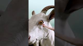 Goat Horns Pierce Their Own Eye 😵