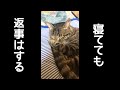寝てても返事はする猫の鳴き声が可愛すぎる。