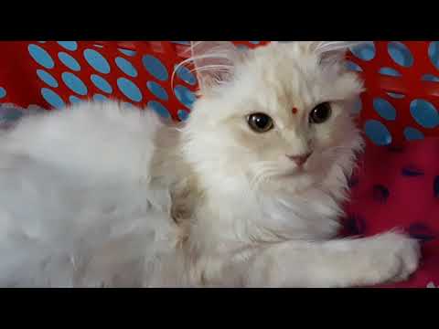 Fairy making us fool| clever Persian cat |