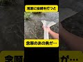 浅瀬に投網を打つと…#shorts #投網
