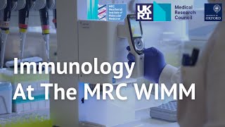 Immunology at the MRC WIMM