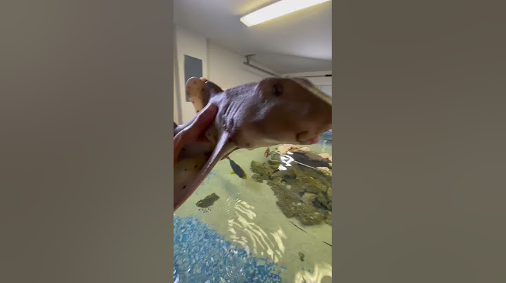 Adding A SHARK To My SALTWATER POND!!