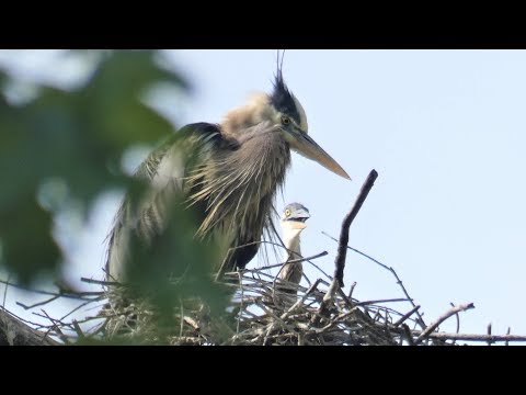 Vidéo: Différence Entre Les Grues Et Les Hérons