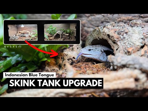 180 Gallon Blue Tongue Skink Bioactive Build