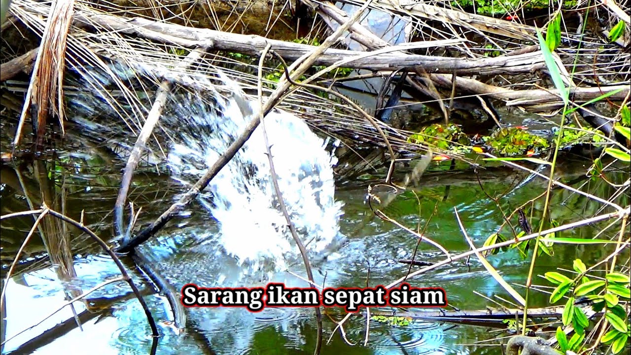 Ciri ciri spot yg banyak ikan bertahun tahun ikan sepat siam bersarang di spot ini