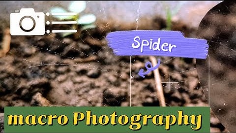 Finally Captured A small Spider web 🕸️ 😍 #india #nature#landscape #naturephotography#spider#viral