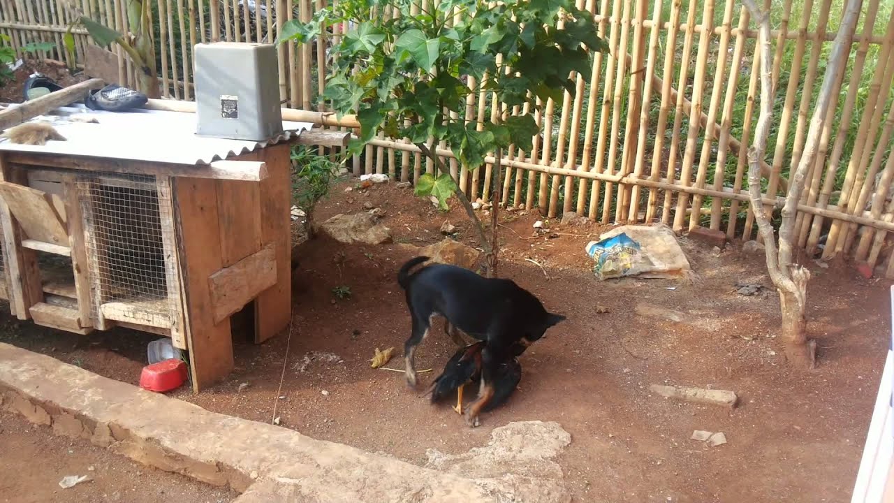 Anak anjing vs anak ayam - YouTube