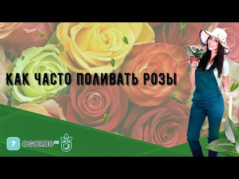 Как часто поливать розы