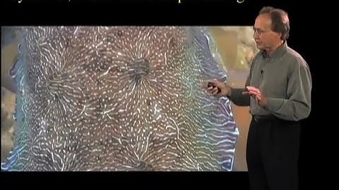 Vision and Skin for Adaptive Coloration - Roger Hanlon (MBL)