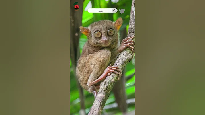 Uncovering the Secrets of Tarsiers: Nature's Nighttime Ninjas