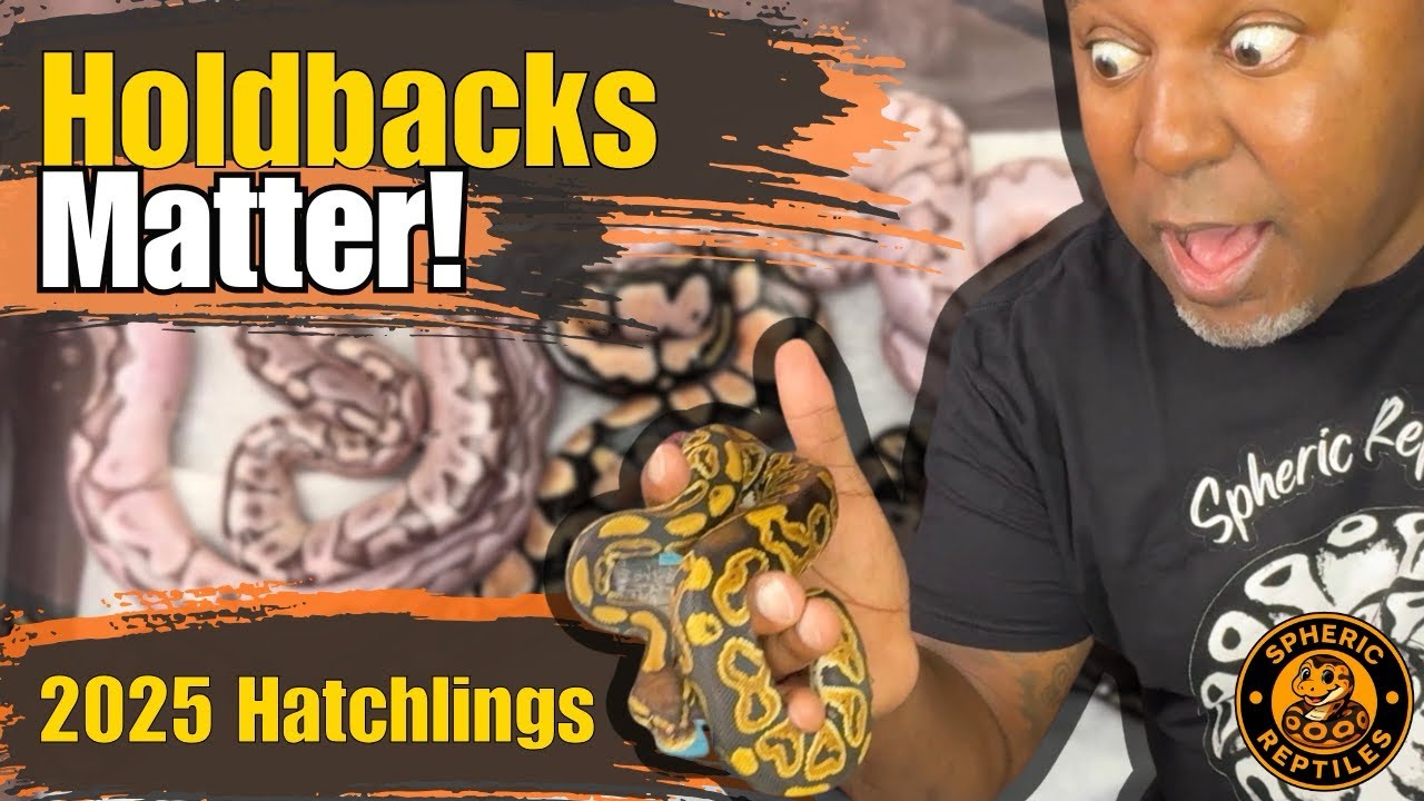 2025 Ball Python Hatchlings Are HERE! | Why Holdbacks Matter - YouTube