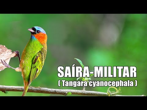 O CANTO DA SAÍRA MILITAR ♫ 
