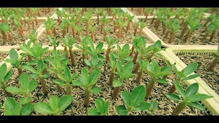 How to Plant Adenium Plant Cuttings | एडेनियम पौधे की कटिंग कैसे लगाएं
