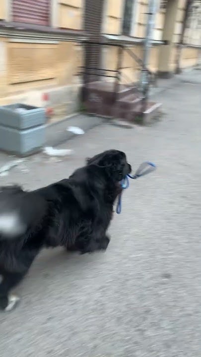 Доброе пасмурное утро🎥🐕‍🦺 - YouTube